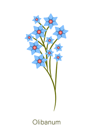 Olibanum herb poster title with flowers of blue color, banner and headline, blooming frankincense plant buds vector illustration, isolated on whiteのイラスト素材