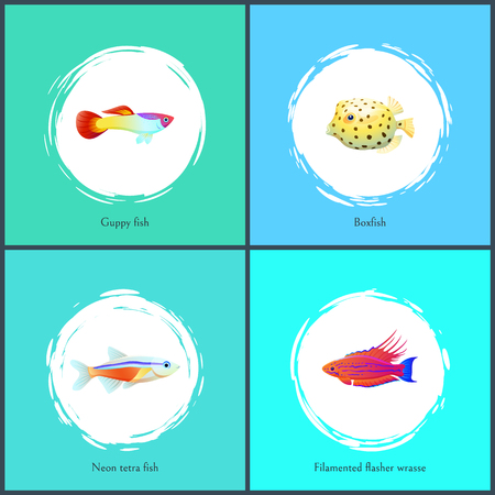 Boxfish and Filamented Flasher Vector Illustrationのイラスト素材