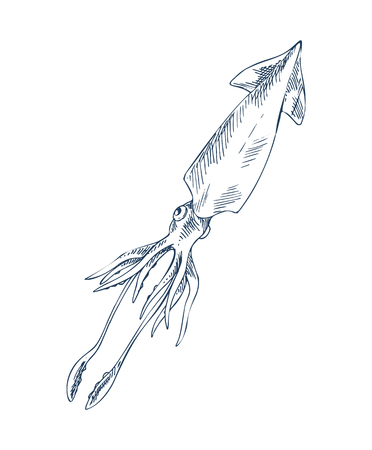 Squid marine inhabitant popular as food cuisine. Seafood delicacy vector illustration is sketch style. Monochrome hand drawn nautical promo poster.のイラスト素材