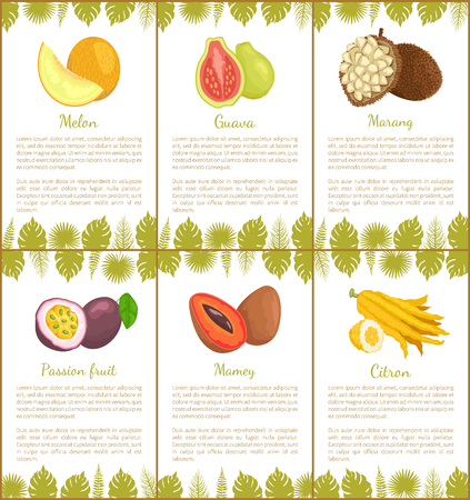 Melon and guava, marang and passion fruit, mamey and citron tropical posters set with exotic fruits and leaves vector illustration with text sampleのイラスト素材