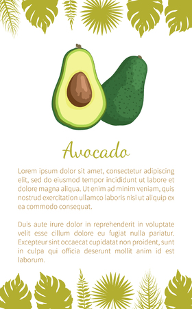 Avocado or alligator pear exotic juicy fruit vector poster text sample and leaves. Tropical edible food, dieting plant of vitamins, nutrition dessertのイラスト素材