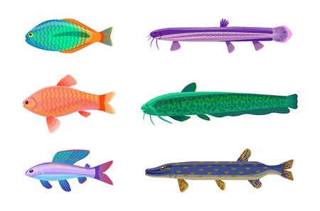 Jewel cichlid and brook trout fish. Tropical cold-blooded animals with no limbs living in water. Different types of sea creatures vector illustrationのイラスト素材