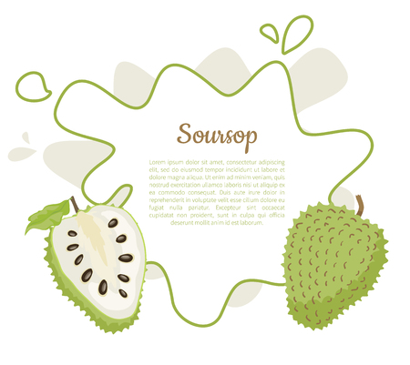 Soursop whole and cut fruit in abstract frame for text vector poster isolated on white vector. Annona montana edible medicinal plant in Annonaceae familyのイラスト素材