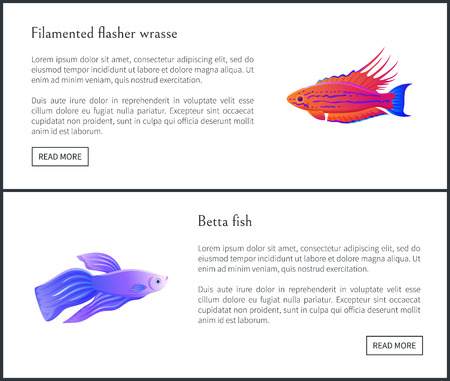 Betta Fish and Flasher Set Vector Illustrationのイラスト素材