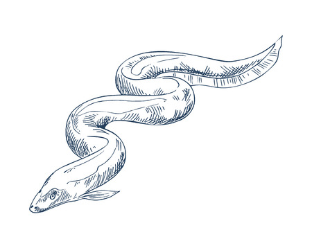 Eel fish seafood vector monochrome illustration. Hand drawn vintage icon of river or sea animal isolated on white restaurant menu template sketchのイラスト素材