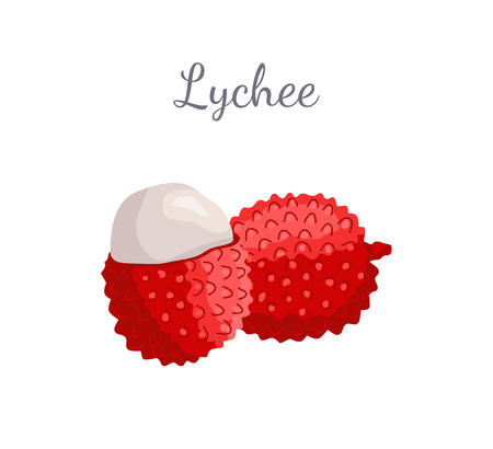 Lychee Exotic Juicy Fruit Vector Litchi Liecheeのイラスト素材