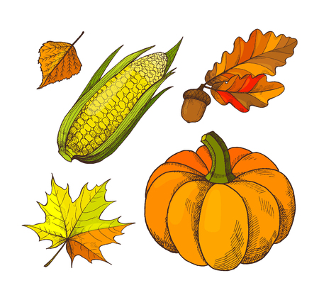 Pumpkin and acorns autumn season isolated icons set vector. Leaves and foliage, maple botanical dry flora fallen from tree. Fresh vegetable harvestingのイラスト素材