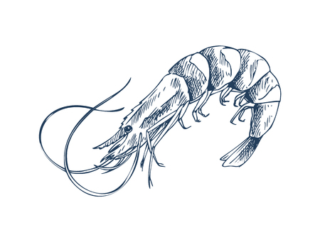 Small aquatic crustacean shrimp monochrome depiction. Edible marine product sketch style icon isolated on white for seafood restaurant promo poster.のイラスト素材