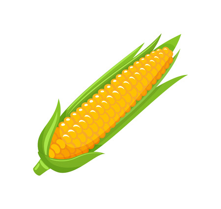 Corn food organic agricultural meal isolated icon vector. Maize with leaves and seeds, uncooked product harvesting ingredient. Sweet natural vegetableのイラスト素材