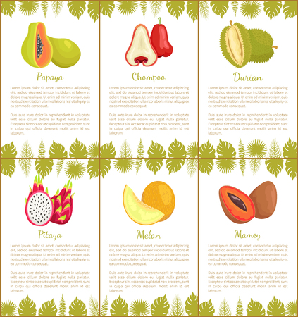 Papaya and chompoo posters set with text sample and tropical plants leaves decoration. Pitaya and mamey, melon and durian exotic fruits slices vectorのイラスト素材