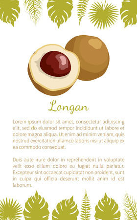 Longan exotic juicy fruit from plant related to litchi vector poster with text sample and palm leaves. Tropical food, dieting vegetarian grocery bannerのイラスト素材