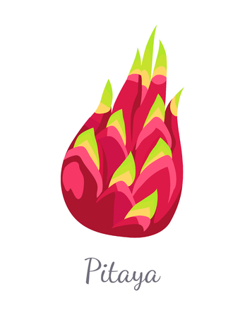 Pitaya Pitahaya Exotic Juicy Fruit Vector Isolatedのイラスト素材