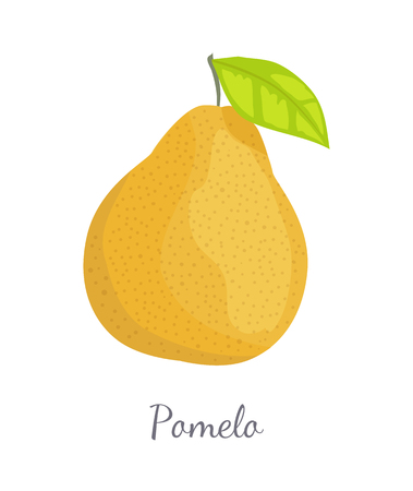 Pomelo Exotic Fruit Vector Tropical Food Iconのイラスト素材