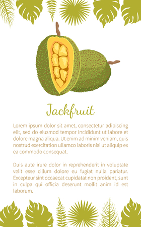 Jackfruit exotic juicy stone fruit vector poster text sample and palm leaves. Jack tree, fenne, jakfruit or jak. Fig, mulberry tropical edible foodのイラスト素材