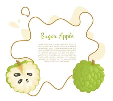 Sugar-apple, sweetsop, or custard apple, Annona squamosa, exotic juicy fruit vector poster frame and text. Tropical edible food, dieting vegetarian bannerのイラスト素材