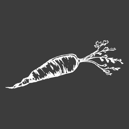 Healthy ripe carrot with leaves isolated white outline sketch on black background. Organic root crop full of vitamins vector illustration.のイラスト素材