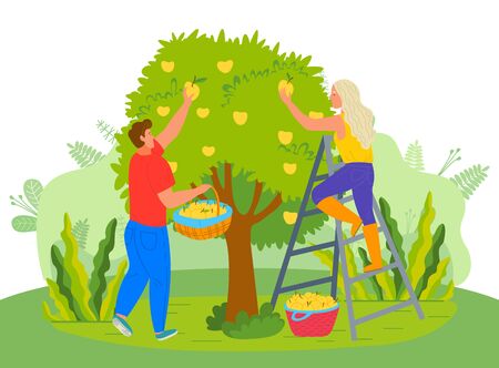 Farmers in garden vector, man and woman picking pears fruits in orchard. Farming people harvesting in summer, foliage and flora of countryside flat styleのイラスト素材