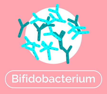 Bifidobacterium good bacteria for human body and digestive system. Nonmotile probiotics with beneficial effect on digestive system and microflora. Gram-positive microorganisms, vector in flatのイラスト素材