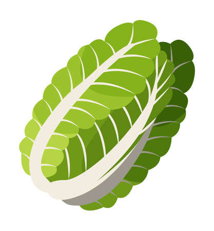 Isolated at white background chinese cabbage icon. Natural organic vegetable for salad or culinary. Healthy eating, keeping diet, vegeterian concept. Juicy salad leaves, eco plant. Vector illustrationのイラスト素材
