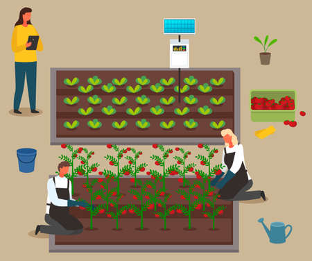 Scientists grow crop, using the energy of the solar panel. Harvest vegetables. Hydroponics and urban agriculture. Growing plants in a system without soil. Tomatoes and cabbage. Flat vector imageのイラスト素材