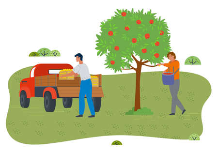 People gathering fresh apples in garden from apple tree. Guy holding basket full of fruits. Man loading wooden boxes with fresh crop into car body. Gardening works, farming works, isolated illustrationのイラスト素材