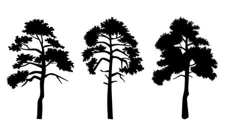 Silhouette of three trees with leaves isolated on white background. Tall tree thick trunk crown at height. Decorative vegetation of a city park or garden, forest plant outlines vector illustrationのイラスト素材
