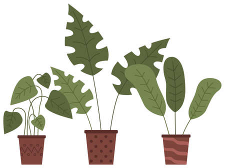 Set of pot with houseplant isolated at white. Vector flowerpot of decorative green plant with long leaves in ceramic pot. Indoor plant concept of domestic greenery. Icon for home interior plantのイラスト素材
