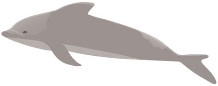 Dolphin with smooth skin without scales. Marine mammal living in water vector illustrationのイラスト素材