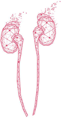 Polygonal human kidneys made of red lines and dots. Medical research of internal organs, innovative...