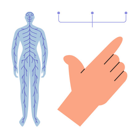 Human body showing nervous system anatomy, hand pointing to neural connection, simple neural concept. Ideal for medicine, biology, physiology, health education, neurology, science presentationのイラスト素材