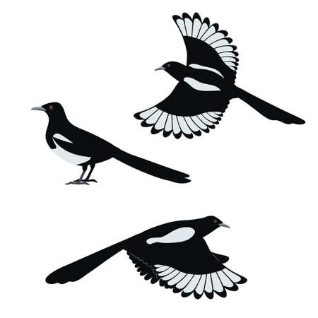 Set of flat vector illustration of magpie birds isolated on white background. Vector illustrationのイラスト素材