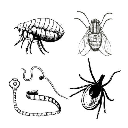 Set of ink drawn parasites, worm, fly, flea, mite. Vector original illustrationのイラスト素材