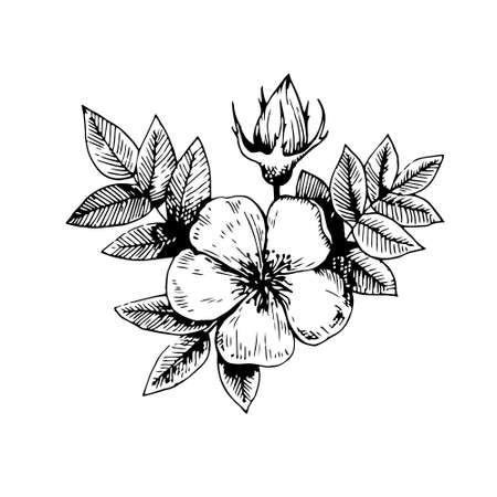 Vintage dog rose floral element. Vector original illustrationのイラスト素材
