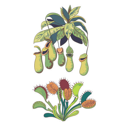 Set of carnivores plants. Vector original illustrationのイラスト素材