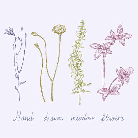 Vintage set of meadow ink drawn plants. Vector illustrationのイラスト素材