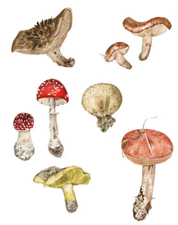Set of forest musrooms. Watercolor realistic illustration. High quality paintingの写真素材