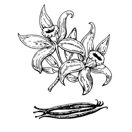 Hand drawn vanilla flowers with pods. Vector original illustration.のイラスト素材