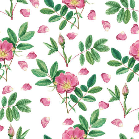 Seamless pattern with dog rose flowers and petals. Vintage watercolor illustration. High quality paintingの写真素材