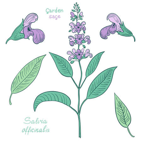 Hand drawn set of sage plants and flowers. Vector illustrationのイラスト素材
