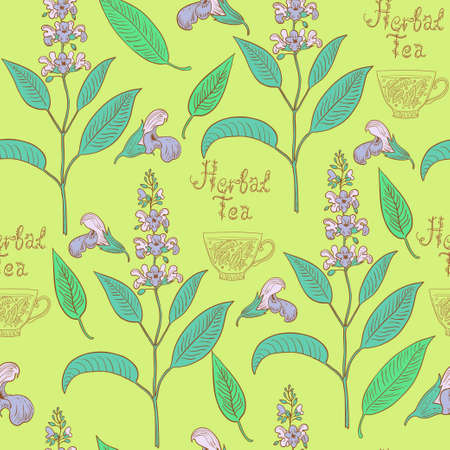 Seamless pattern with sage plants and flowers. Vector illustrationのイラスト素材