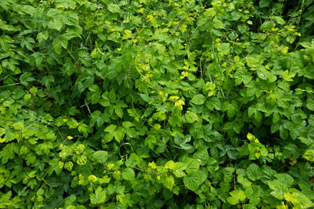 Green hop growing branches and bine. Green organic texture with young spring leaves. High quality photoの写真素材