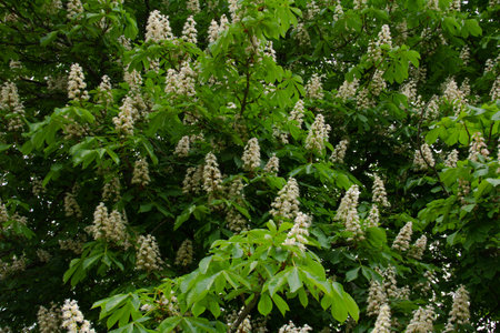 Blooming chestnut. Natural texture in green and white colors. High quality photoの写真素材