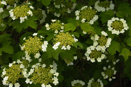 Viburnum blooming branches. Floral natural texture. High quality photo