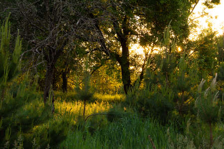 Landscape with a setting sun and an overgrown abandoned garden. High quality photo