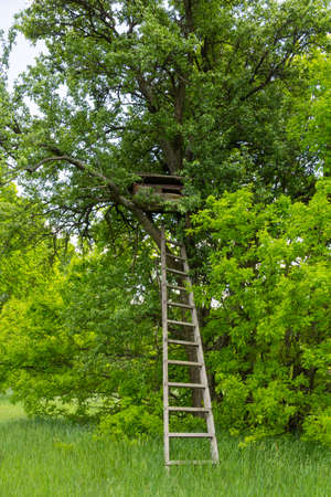Old traditional hive on a large tree. Wooden staircase near the trunk. High quality photoの写真素材