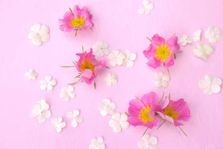 Original layout with bright pink rose and delicate white flowers on pink background. Flat lay. Top view. High quality photoの写真素材