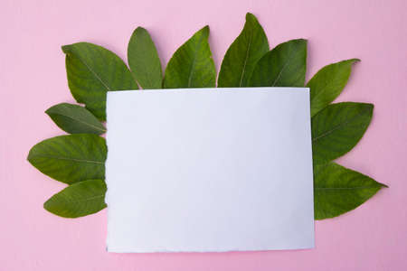 Blank paper card mockup on pink pastel background and green leaves. Top view. High quality photoの写真素材
