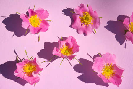 Original layout with bright pink rose flowers on pink background. Flat lay. Top view. High quality photoの写真素材