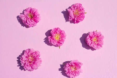 Original layout with bright pink rose flowers on pink background. Flat lay. Top view. High quality photoの写真素材