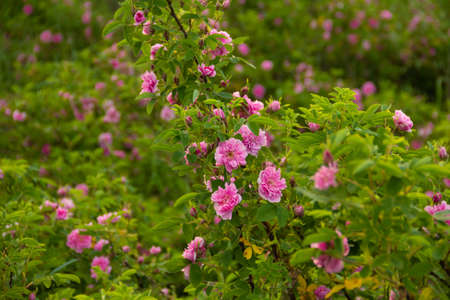 Branch of wild rose with delicate pink flowers. High quality photoの写真素材